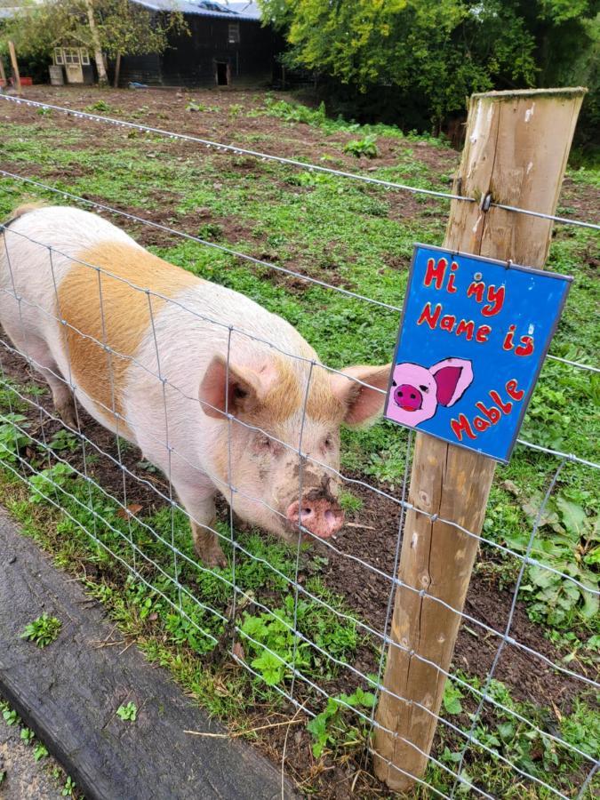 Farmhouse B&B Family Stay Or Romantic Break, On Our Smallholding Close To 나버스 외부 사진